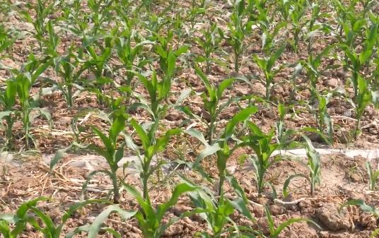玉米出苗不齐，大小苗？教你一个方法，做好了一样能高产