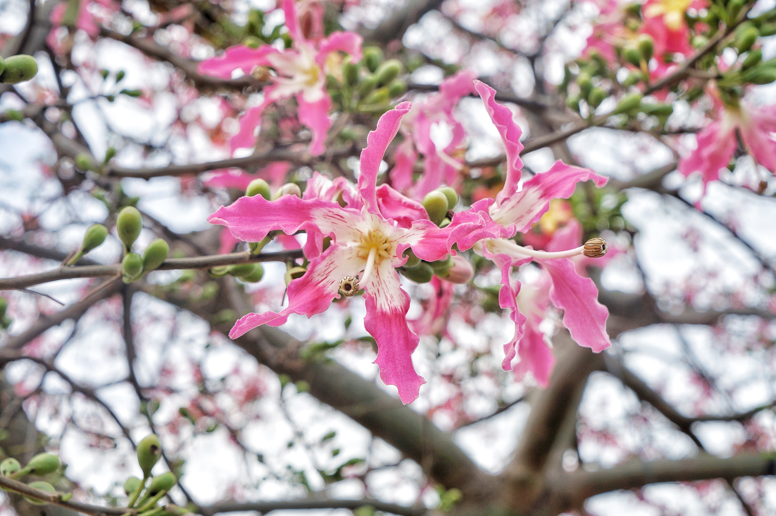 广州粉色浪漫花海,广东秋天粉色花海