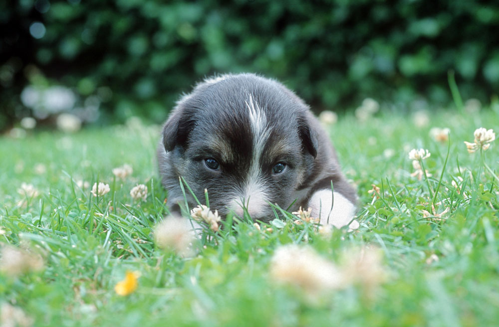 家里狗掉毛难闻是什么病,狗狗身体发臭什么原因