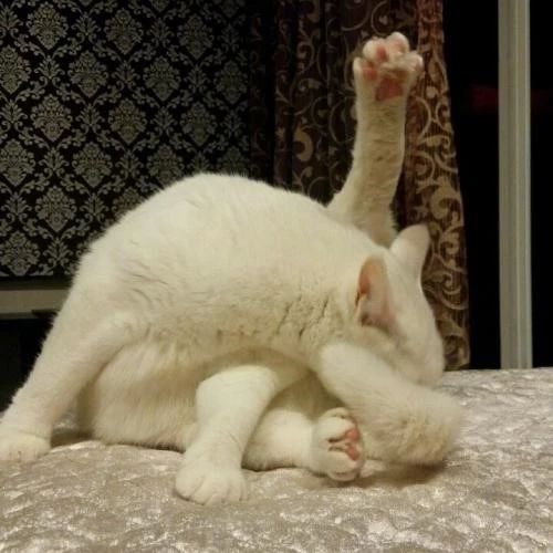 养猫屋里有味怎么能清除掉,养猫家里有异味该怎么处理