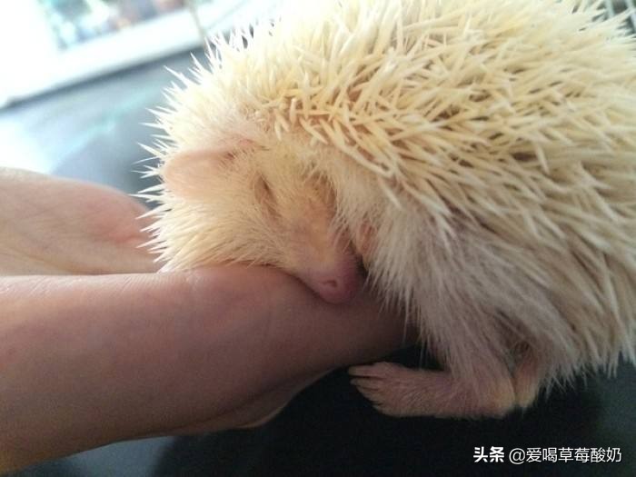 刺猬是好东西么,刺猬是一种动物么