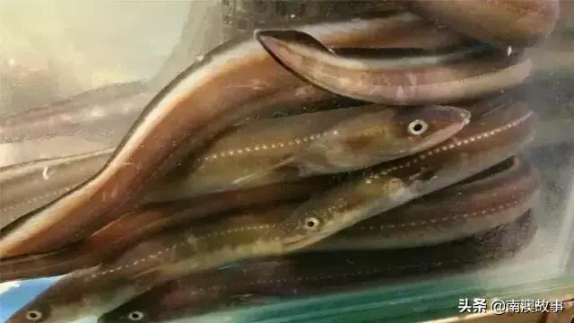 南澳渔民出海最常见的50种海鱼，都吃过，你就能退休了！