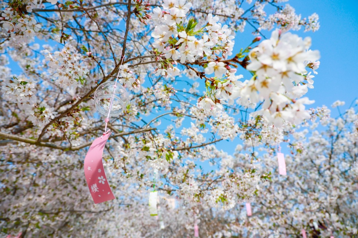 漫花庄园亿朵白樱花绚烂绽放啦，这些樱花的起源你真的知道吗？