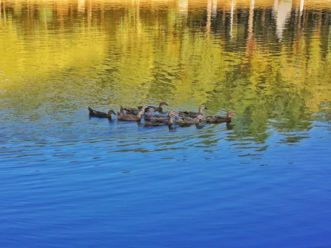 沈阳医学院在辽宁排名,沈阳医学院全面介绍