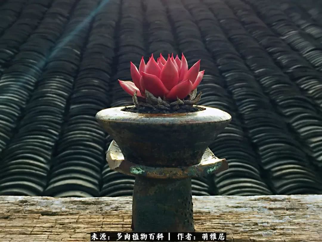 鍒濆啲鏆栭槼鍥寸倝鐓尪,鍐洦鍝佽尪