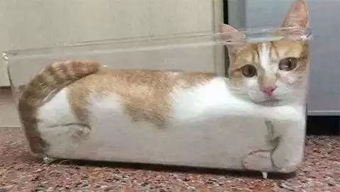 猫咪巴士改装,猫巴士是什么梗