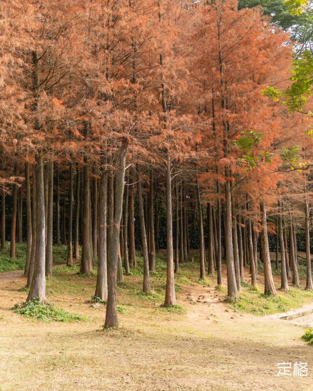 莲花山为啥一夜就火了,莲花山景区