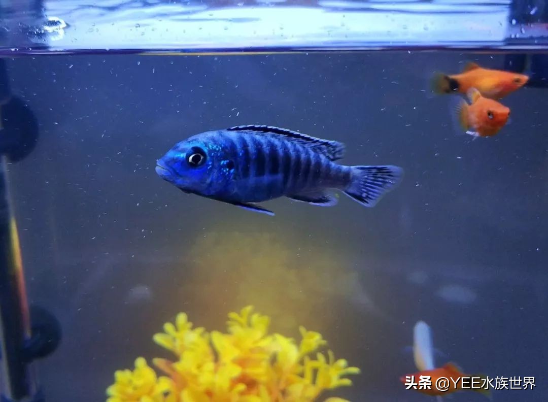 怎么样防止大慈鲷咬小的慈鲷,慈鲷养养就黑了