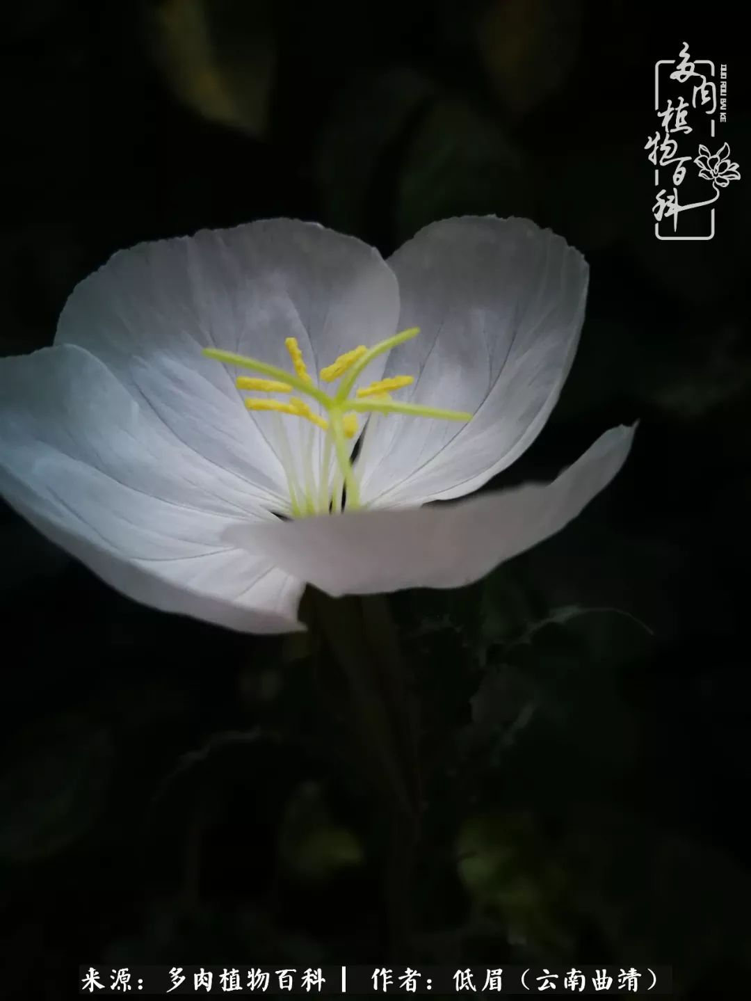 多肉看多了审美疲劳,今晚上点不一样的野味