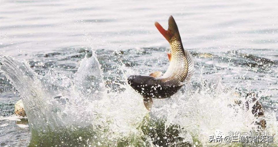 大鱼小鱼混养小鱼抢不到食怎么办,小鱼经常咬钩钓不上来怎么办