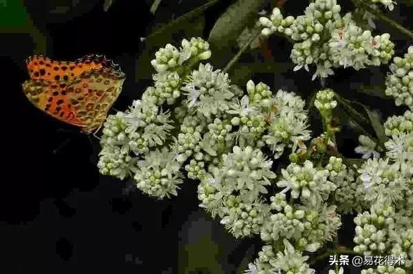 珍稀又漂亮的国家级保护植物,国家重点保护野生植物女神之花