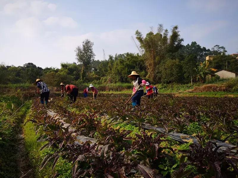 广西小伙年薪百万改行回乡养猪,农村小伙放弃高薪回农村养鸡