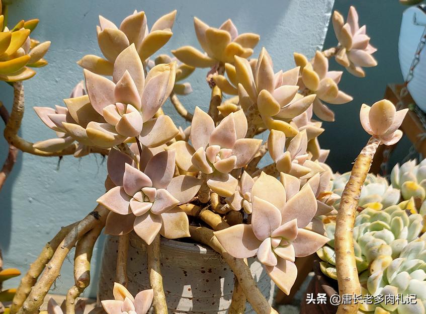 不怕晒的多肉该有哪几种,肉友喜欢的多肉品种