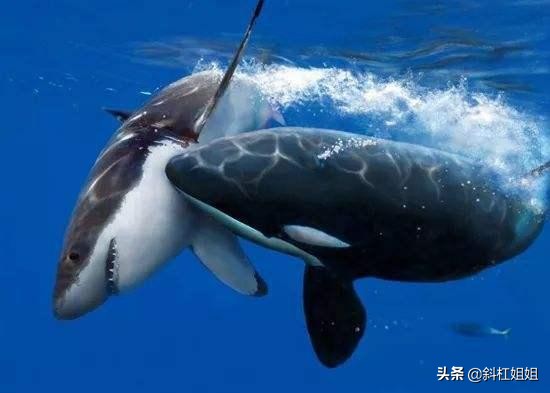 打蛇为什么要七寸，把头打烂没毒牙，还不够安全吗？