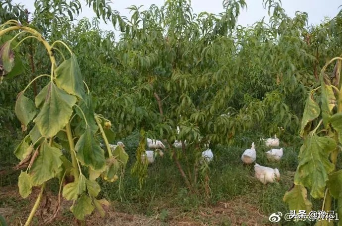 蒙古包烤全羊郑州,北京吃烤全羊的蒙古包