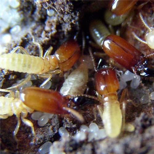 白蚁进化与什么最接近,白蚁的进化过程