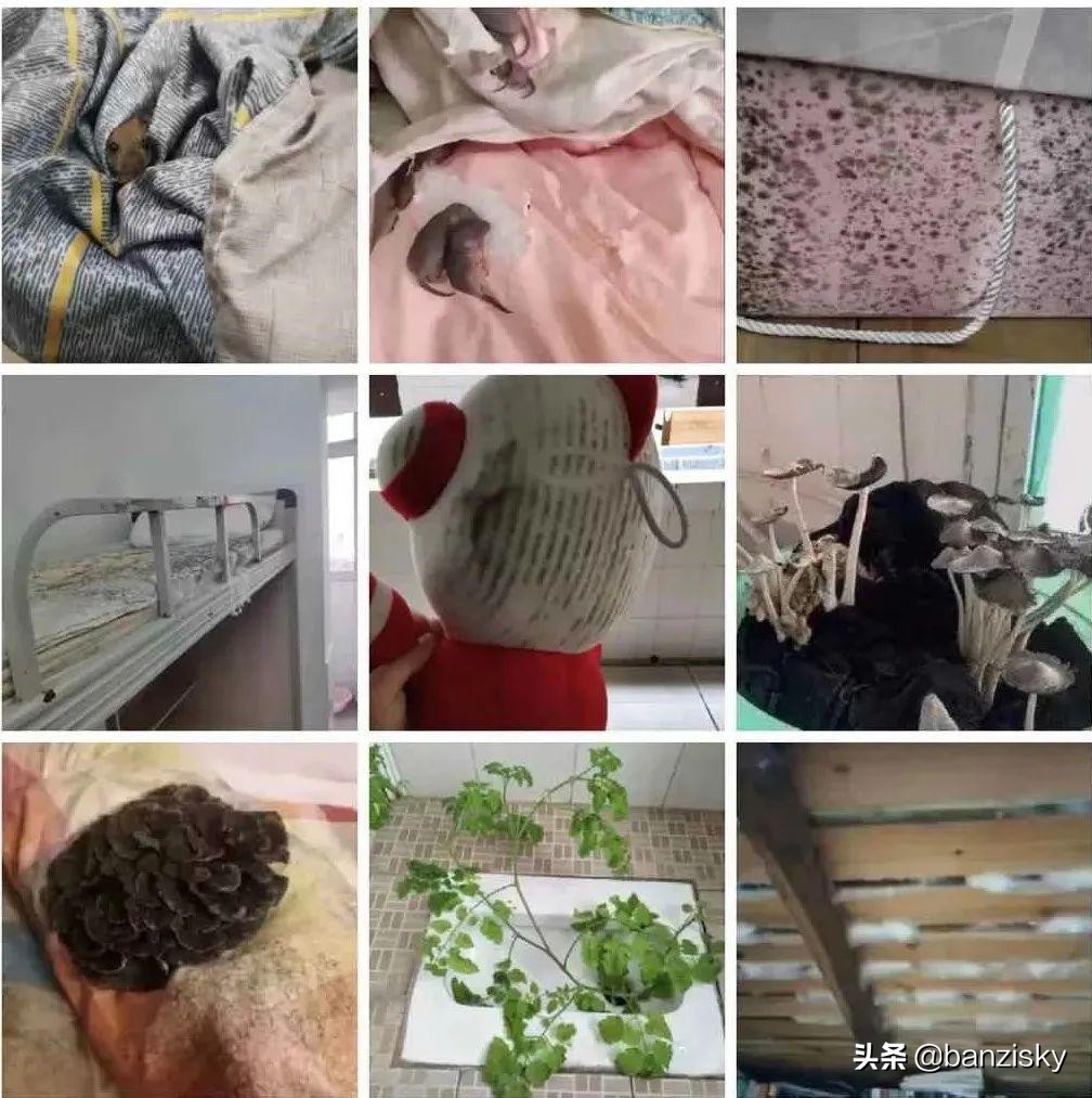 被子长出了木耳，老鼠满地跑，牙刷长了毛，这宿舍该咋收拾啊