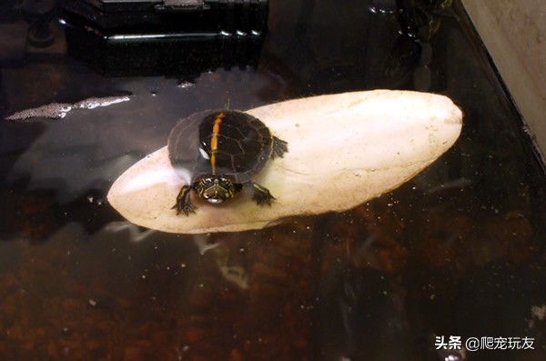 龟轻微浮水怎么处理,龟总是浮水怎么回事