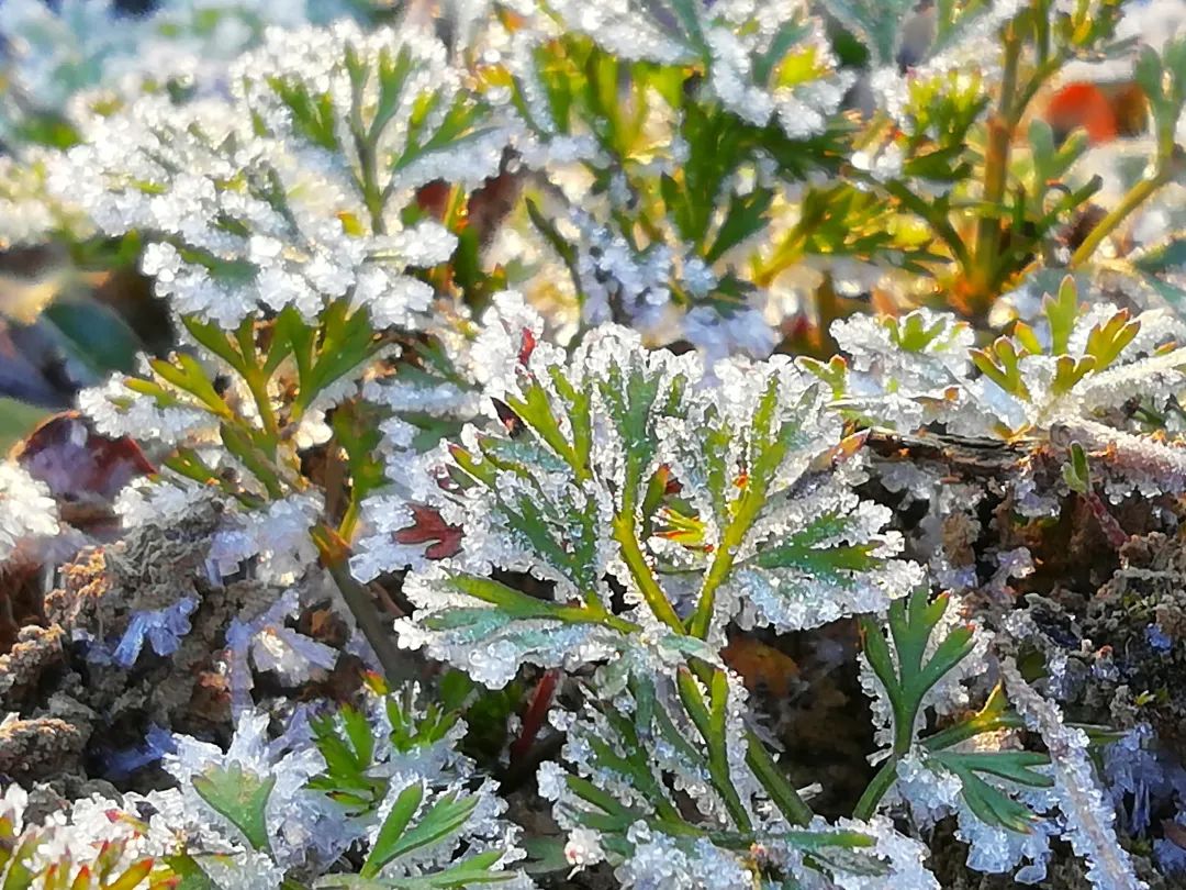 草木人间的丁香花,草木人间夏天