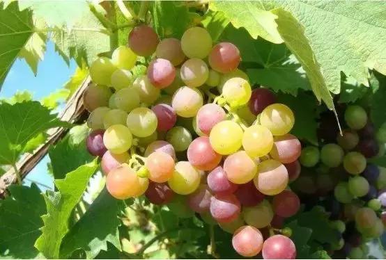 2019葡萄产业发展,葡萄农业发展模式