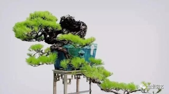 48种绝世盆景,绝世惊艳之作