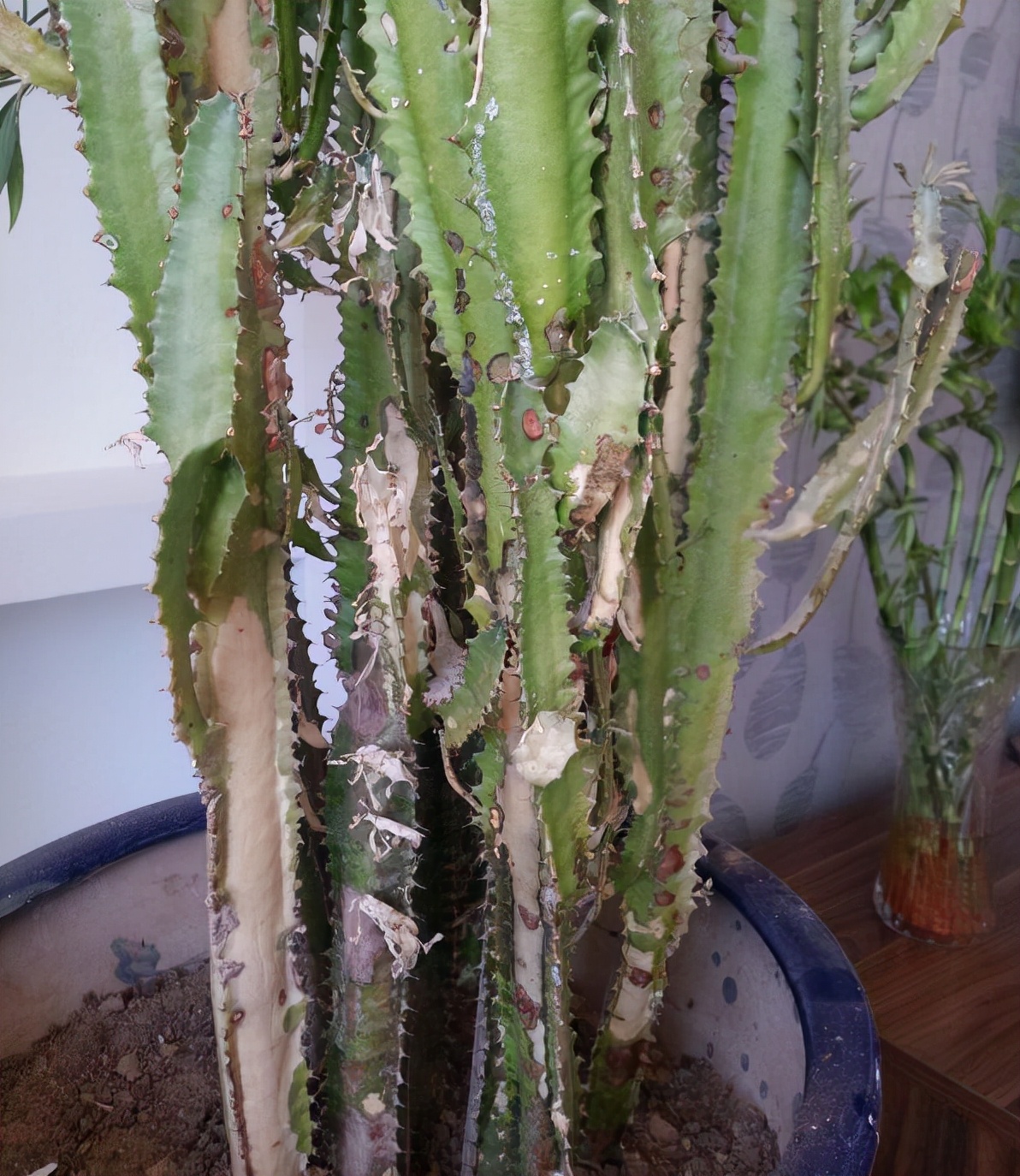 浇水过多死的植物,最容易浇死的6种花