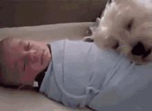 狗狗被孕妈肚子里的宝宝踢了一脚,狗狗怀孕宝宝踢肚子会生吗