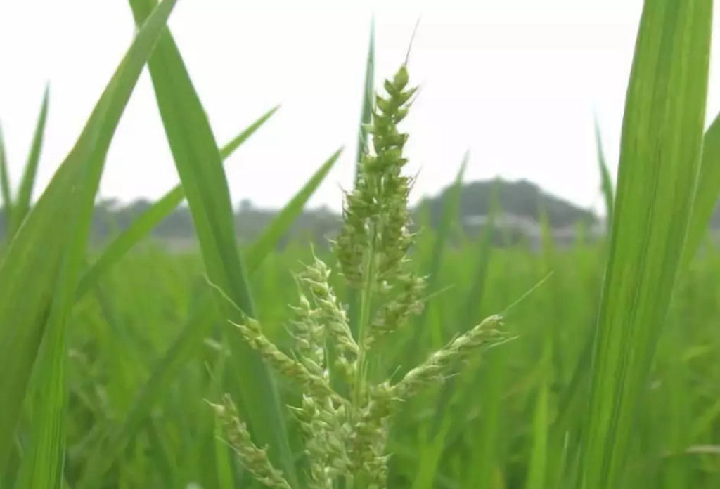 盆栽稻壳,稻壳盆栽的优点和弊端