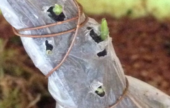 金弹子怎样促进出芽,金弹子拆膜回芽怎么补救