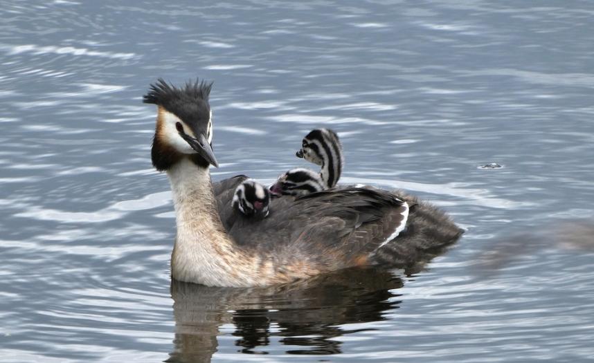阿根廷著名的探戈舞大师有哪些,阿根廷探戈舞大师图片