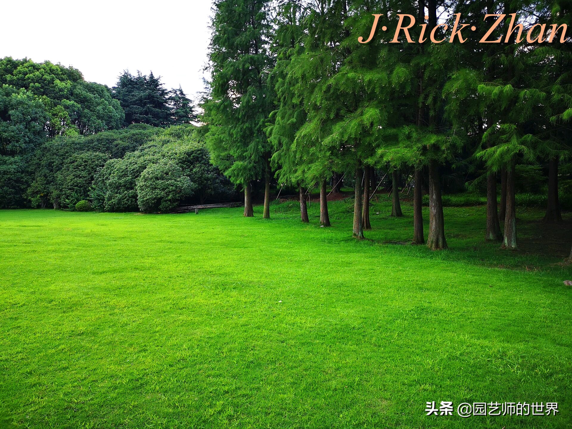 高尔夫果岭草坪家庭院子种植,麦冬草坪种植方法和注意事项