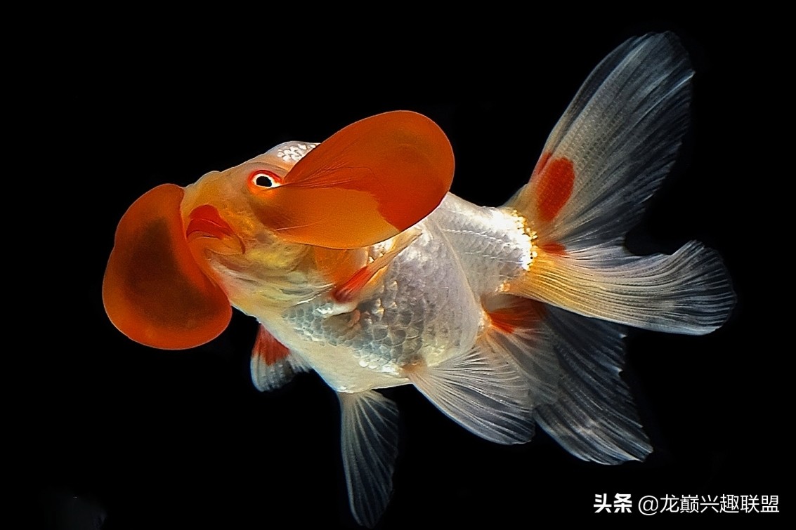 金鱼观赏鱼怎么挑选,金鱼怎么选才好看好养活