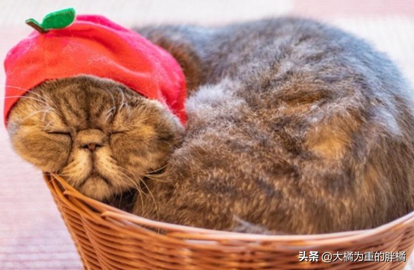 猫咪抗拒洗澡怎么给猫咪洗澡,猫咪抗拒洗澡怎么办