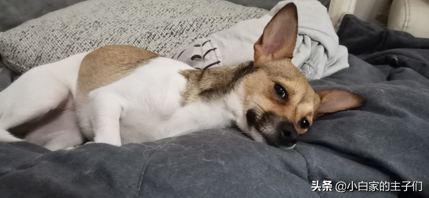 原来狗子也会来大姨妈,狗子快来大姨妈有什么反应