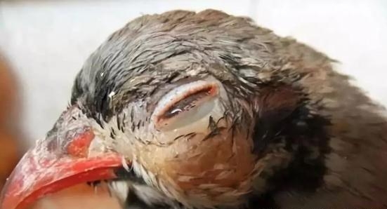 养的鸡眼睛瞎了怎么回事,鸡的眼睛肿瞎了是什么病