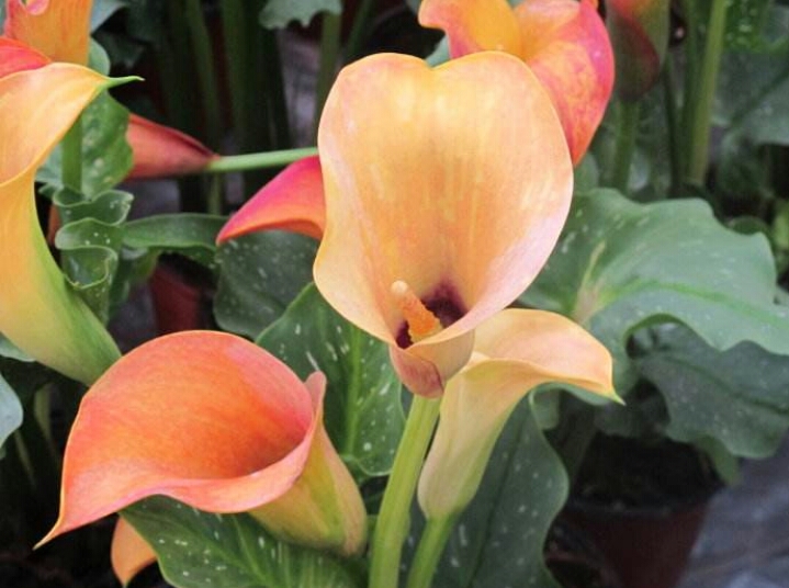 彩色马蹄莲怎么养爱开花图片,彩色马蹄莲夏季的养殖方法