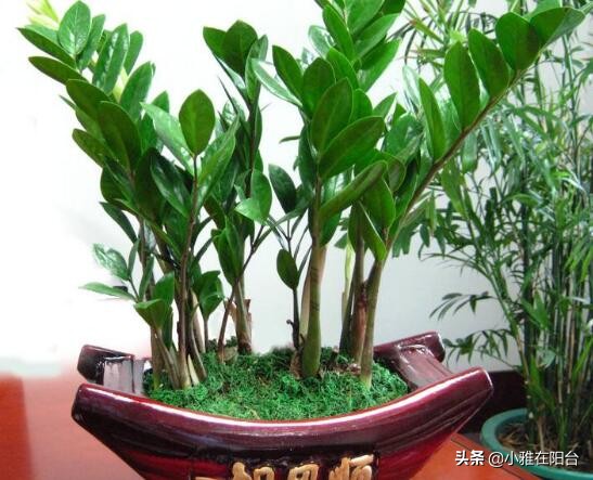 金钱树叶子种植选择嫩叶还是老叶,金钱树如何养护叶片油亮