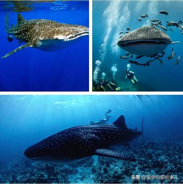 澳大利亚有哪些旅游胜地,澳大利亚有什么好玩的免费景点