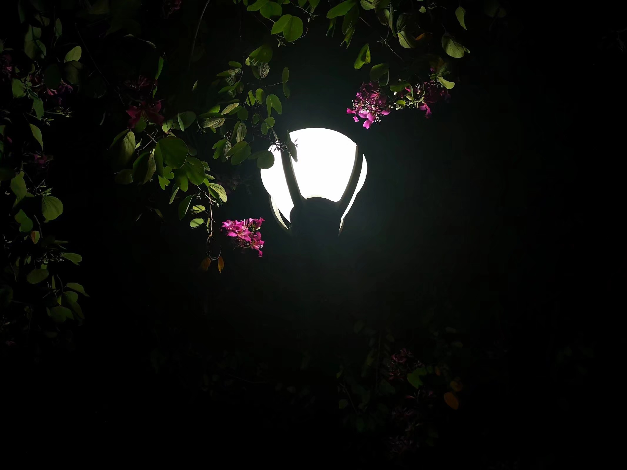 四年青春,四年青春短暂