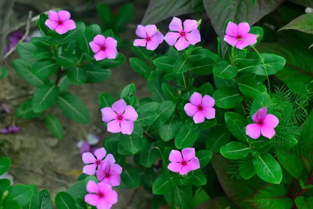 植物世界丨40款人见人爱的爆火花卉居然都是入侵植物，丢弃要犯罪
