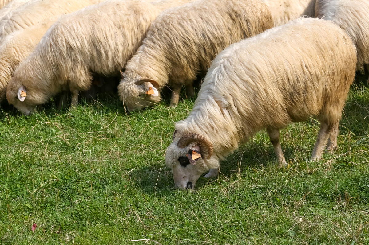 羊的梭菌病防治方法,羊预防梭菌病用什么药