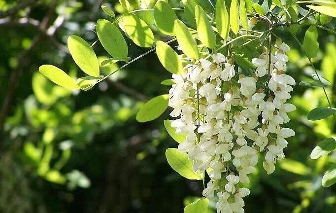 上山挖的野菜又美味又营养,大山里美味的野菜野生药材
