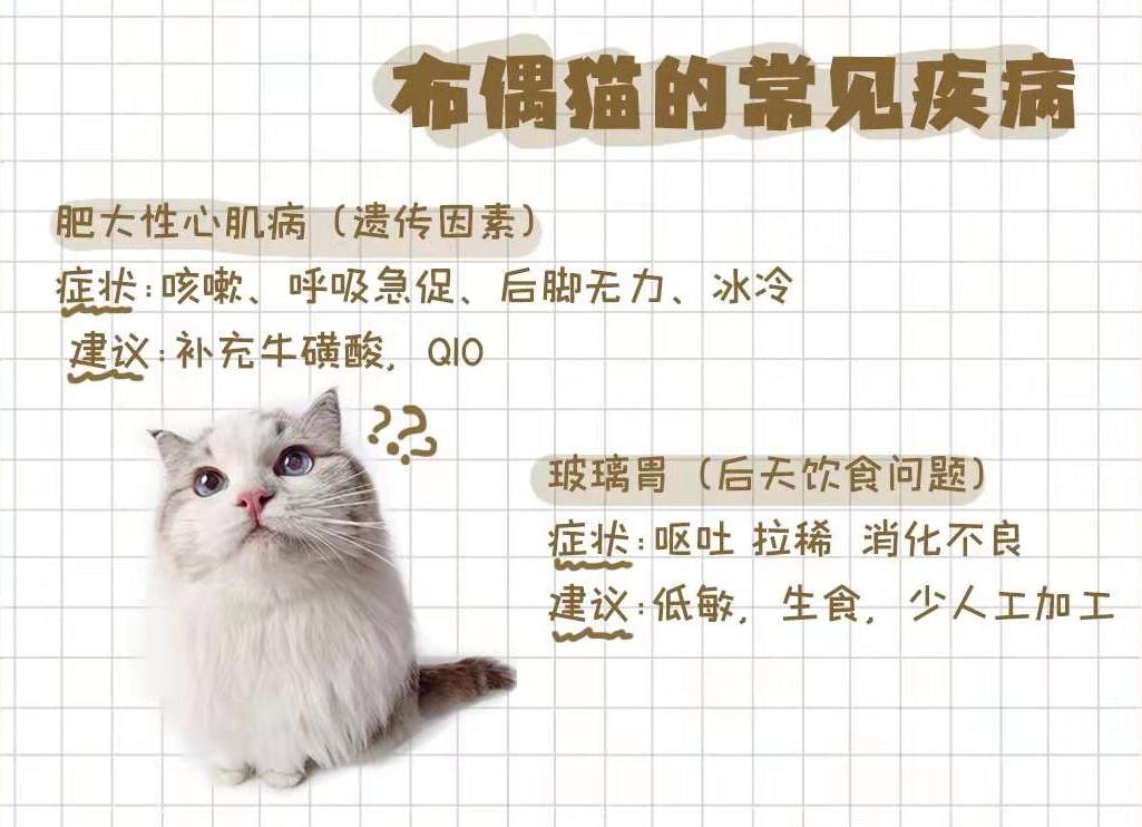 布偶仙女猫高清图片,布偶猫的前世今生
