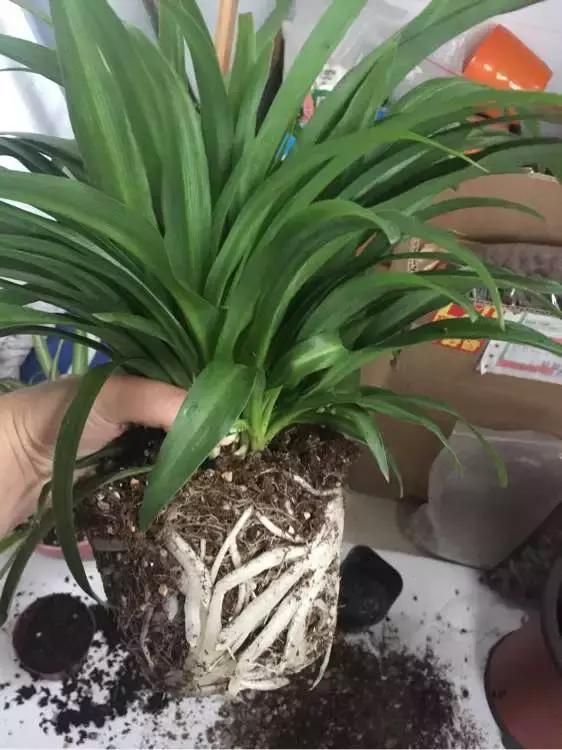 吊兰绿萝用什么土最好,绿萝吊兰盆栽多久施一次肥