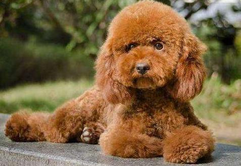 棕色泰迪犬的缺点,为什么养灰泰迪的人越来越多