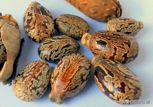 蓖麻油还是比较安全的,蓖麻毒素中国严禁种植吗