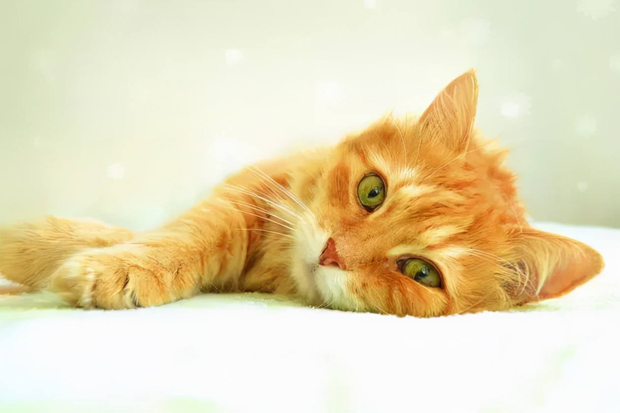 猫咪常见的皮肤病,猫咪常见的皮肤病用什么药