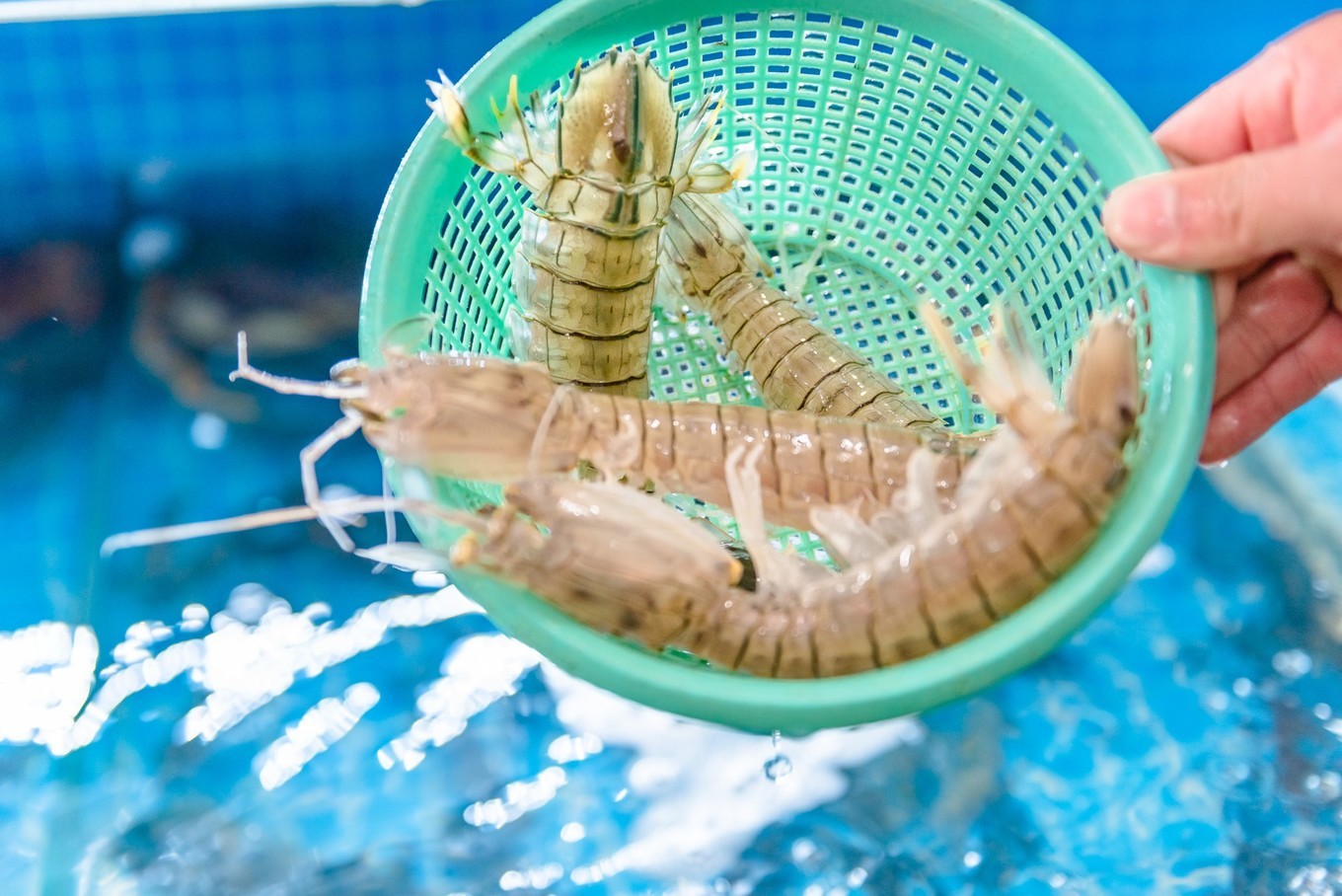 你来三亚一趟，不长个3、5斤肉，对不起自己【附：热门餐厅点菜