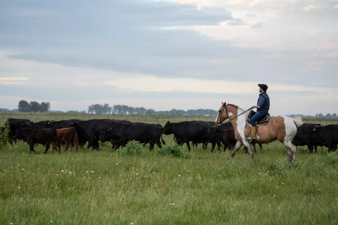 阿根廷牛肉如何走向世界,阿根廷牛肉源头