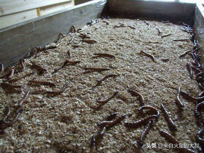 养殖项目注意事项大全图片,养殖项目要注意哪些事项